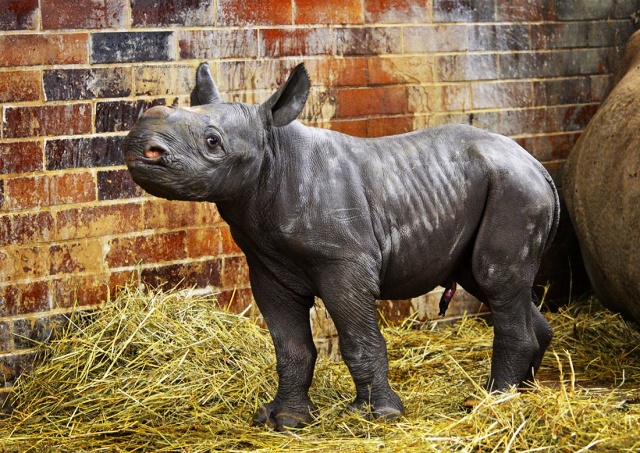 В чешском зоопарке родился редкий черный носорог – третий за год