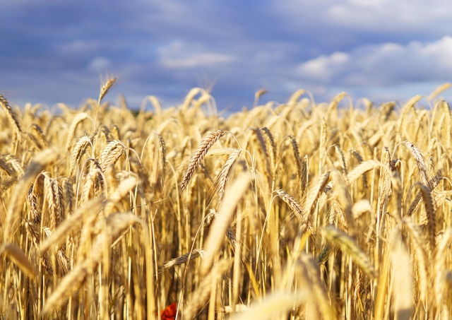 Чехия не будет запрещать ввоз зерна из Украины