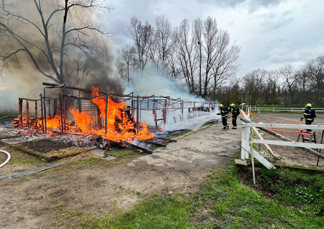 В Праге заживо сгорели восемь лошадей