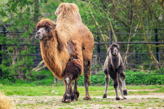 Пражский зоопарк показал фотографии новорожденного верблюжонка 
