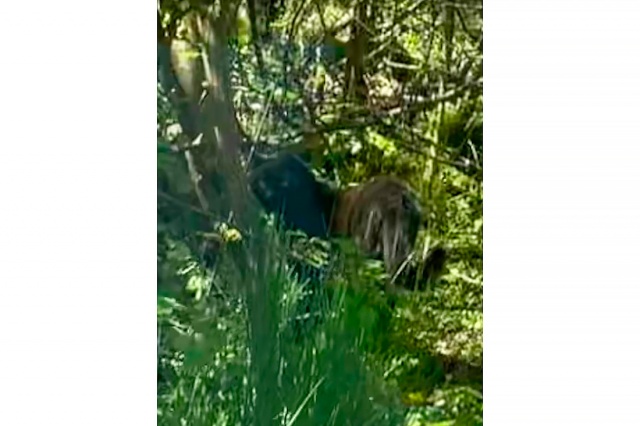 В Чехии в лесу заметили леопарда