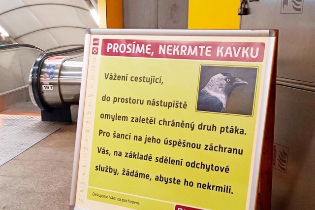 Пассажиров пражского метро попросили не кормить пернатого «безбилетника»