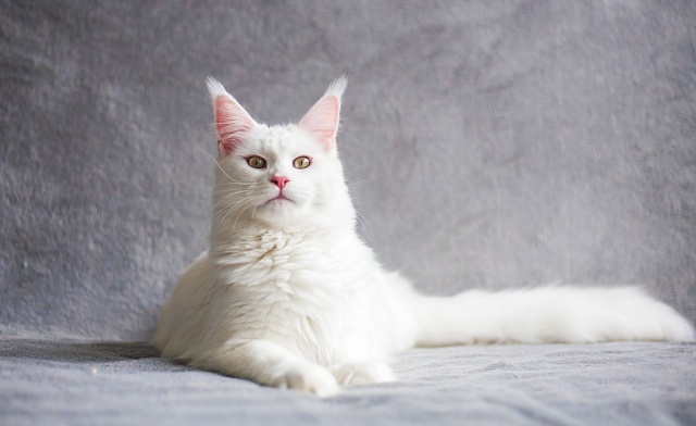 Названы самые популярные породы кошек в Чехии
