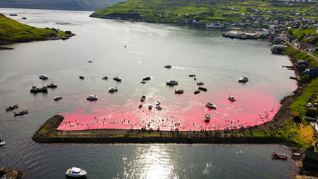 Фото: Sea Shepherd UK