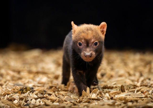 Милота дня: в Пражском зоопарке родились щенки кустарниковой собаки