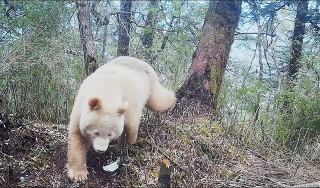 Единственная в мире белая панда попала на видео
