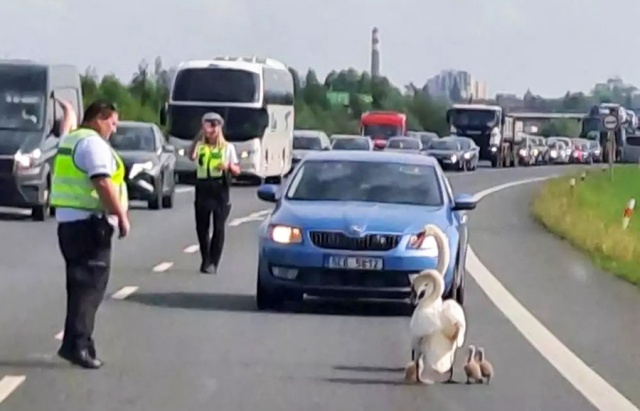 Семья лебедей парализовала движение по шоссе в Чехии