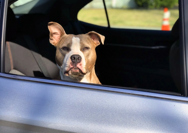 Жительнице Чехии грозит тюрьма за оставление собаки в машине на жаре