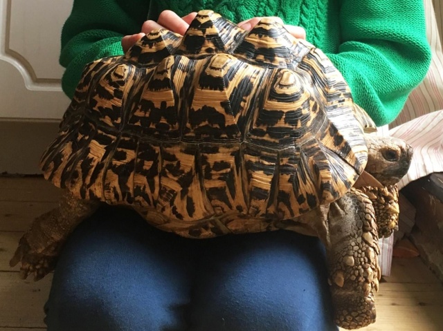 В Праге разыскивают сбежавшую черепаху