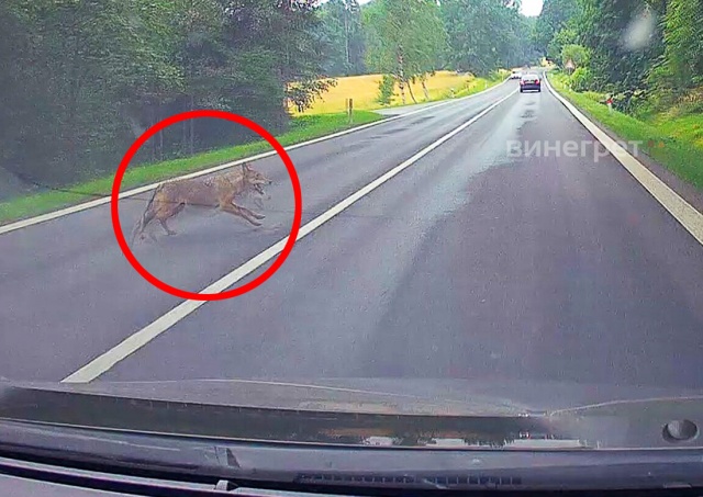 В Чехии под колеса машины выбежал волк: видео