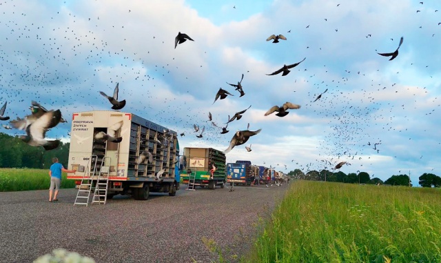 В Чехии 30 тыс. почтовых голубей поучаствовали в гонке через всю страну: красивое видео