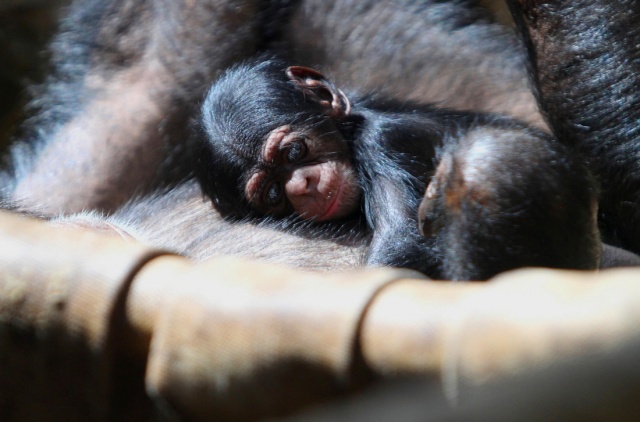 В чешском зоопарке родился детеныш редкого шимпанзе