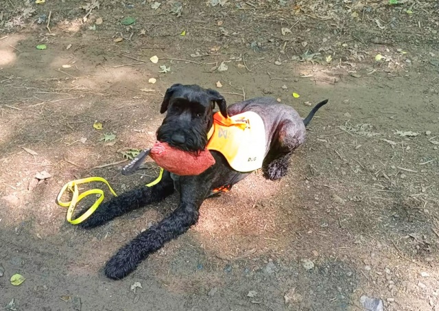 В Чехии заблудившийся грибник два дня бродил по лесу. Его нашёл служебный пёс