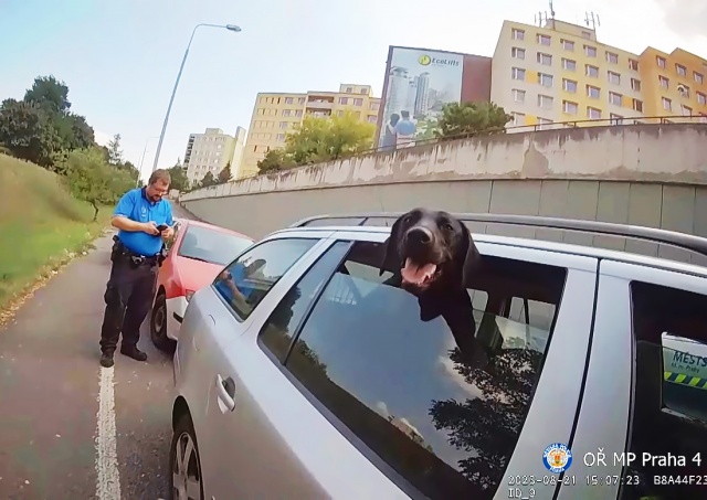 Житель Праги оставил собаку на жаре в машине, а затем нагло врал полиции: видео