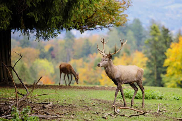 Охотники в Чехии отстрелили рекордное число оленей и ланей