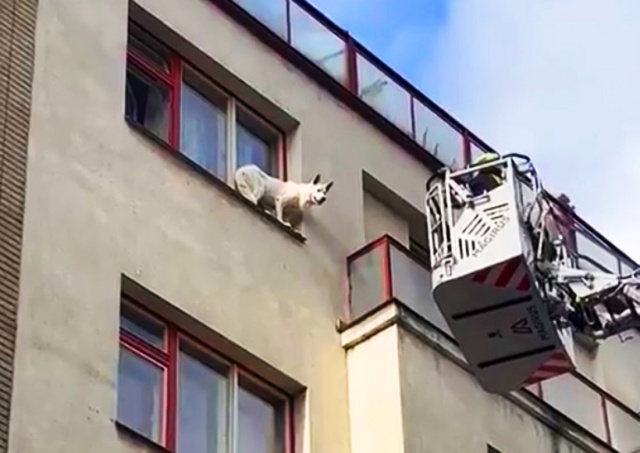 В Праге пожарные спасли собаку, вышедшую на парапет окна