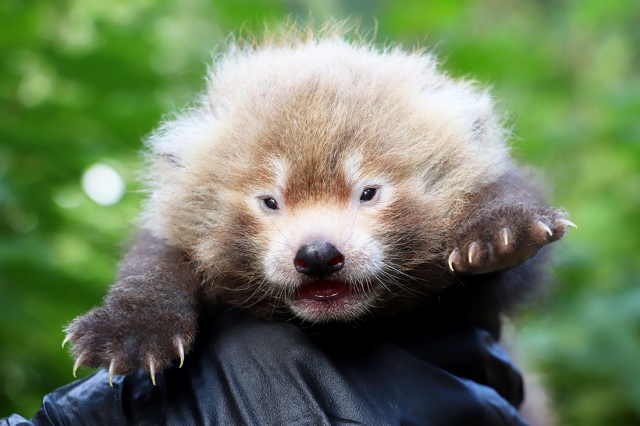 В чешском зоопарке родилась красная панда