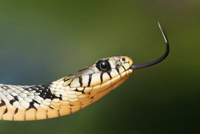 Житель Праги наткнулся в подъезде на живую змею: видео