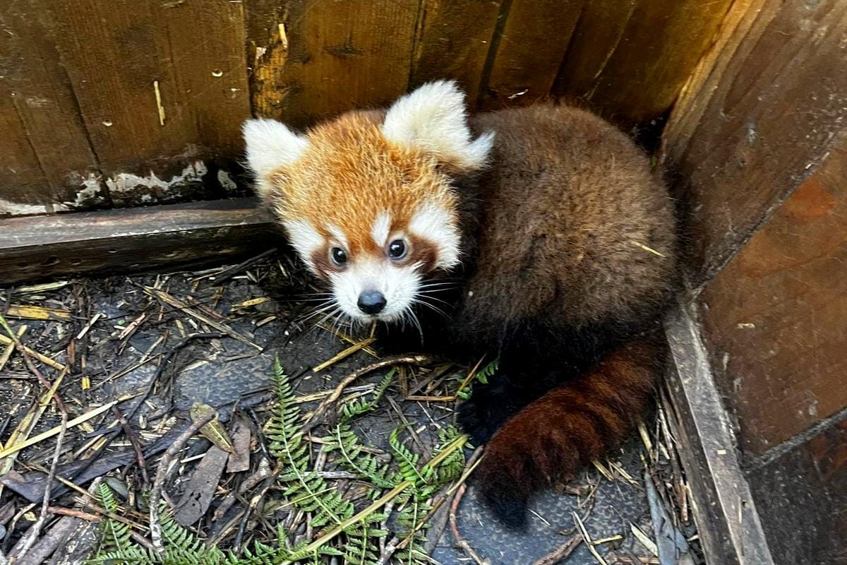 В чешском зоопарке родились две красные панды: видео - vinegret