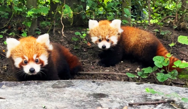 В чешском зоопарке родились две красные панды: видео