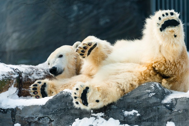 В Пражском зоопарке умерла белая медведица Берта