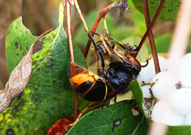 В Чехии зафиксировали появление гигантского азиатского шершня – убийцы пчёл 