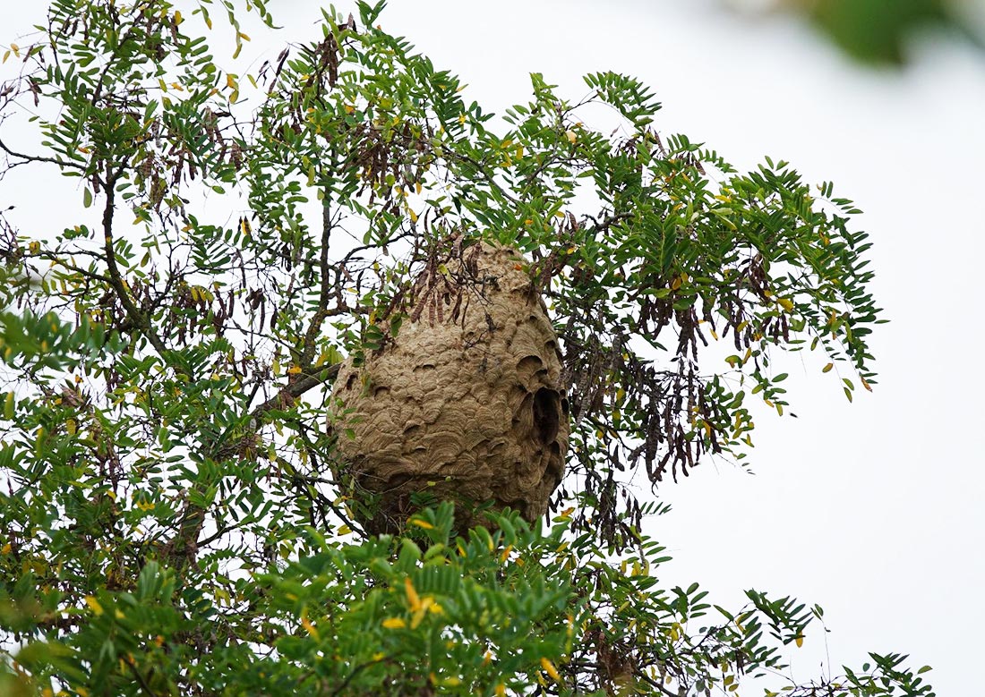 История с появлением в Чехии гигантских шершней получила продолжение ...