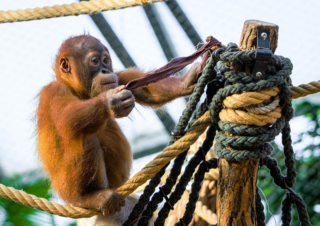 Фото: Petr Hamerník, Zoo Praha