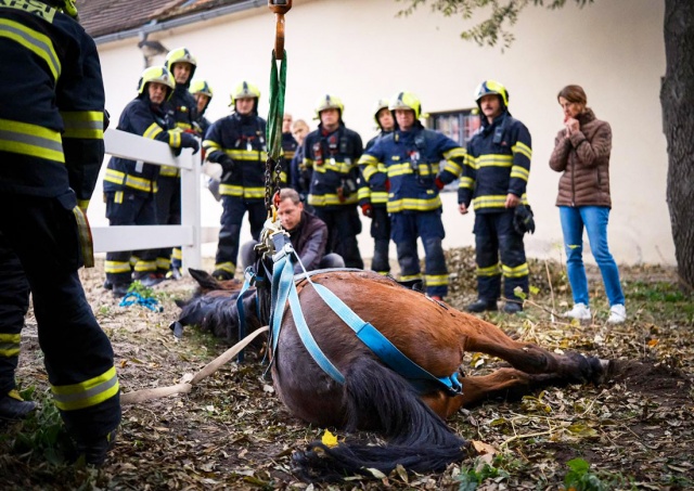 В Праге пожарные помогли коню встать на ноги: видео