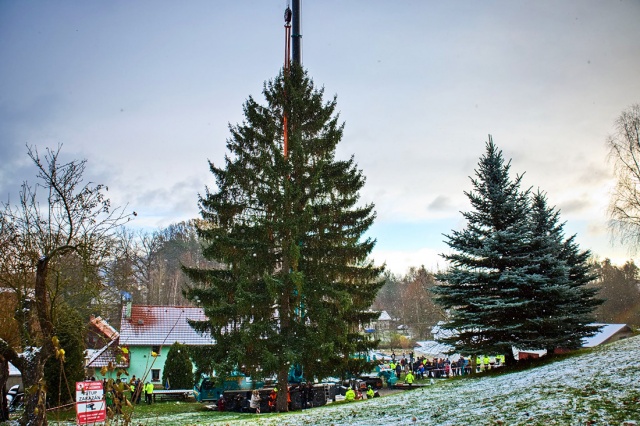 В Чехии срубили главную рождественскую ёлку страны: видео