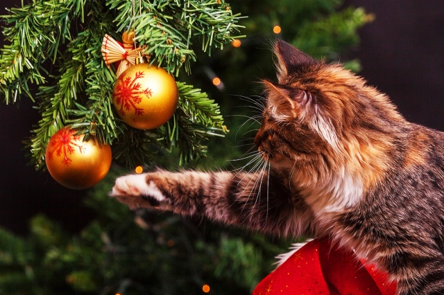 Сегодня в Праге пройдет рождественская выставка бездомных кошек