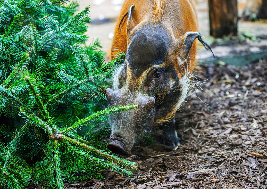 Фото: Petr Hamerník (Zoo Praha)