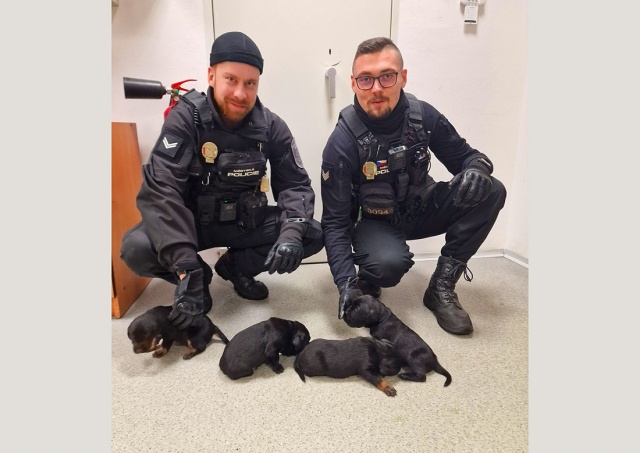 В Праге изверг выбросил щенят на мороз. Малышей спасли полицейские