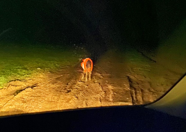 Жительница Чехии надела на встреченного у шоссе теленка светоотражающий жилет