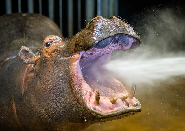 Почистить зубы бегемоту: зоопарк Праги выставил на аукцион необычные «зажитки»