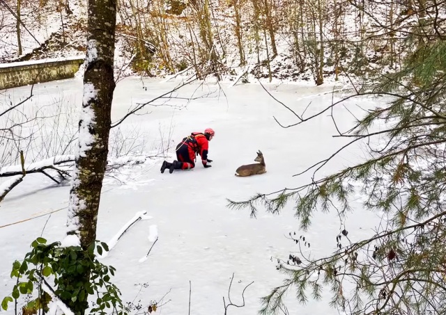 В Чехии пожарные спасли косулю, обессилевшую на льду: видео