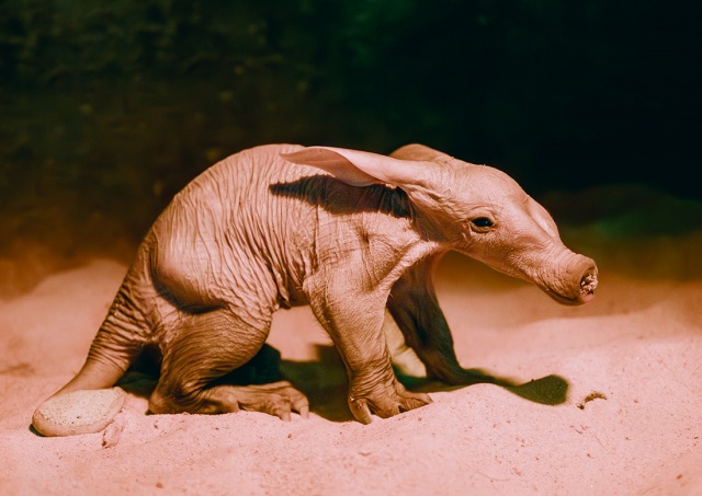В чешском зоопарке родился трубкозуб: милейшее видео