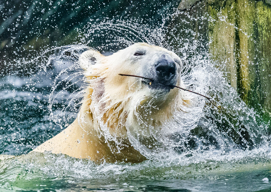 Фото: Petr Hamerník (Zoo Praha)