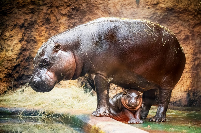 В чешском зоопарке родился редкий карликовый бегемот: видео