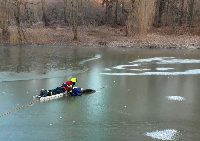 В Чехии мороз «пленил» водоплавающих животных. Пожарные спасли утку, лебедя и выдру