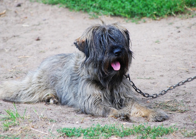 Власти Праги предлагают запретить содержание собак на привязи во всей Чехии