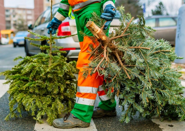 Как правильно выбросить рождественскую елку в Праге