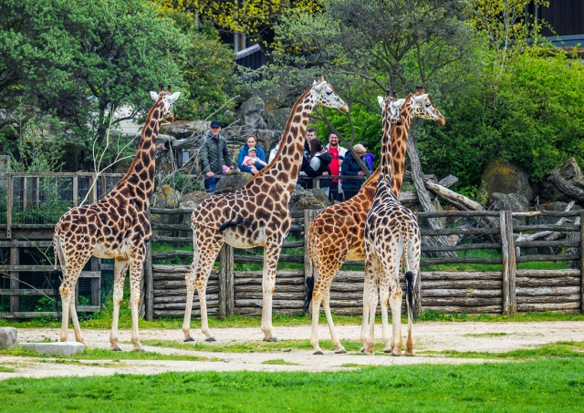 «Пражский зоопарк» назвал число посетителей в 2023 году