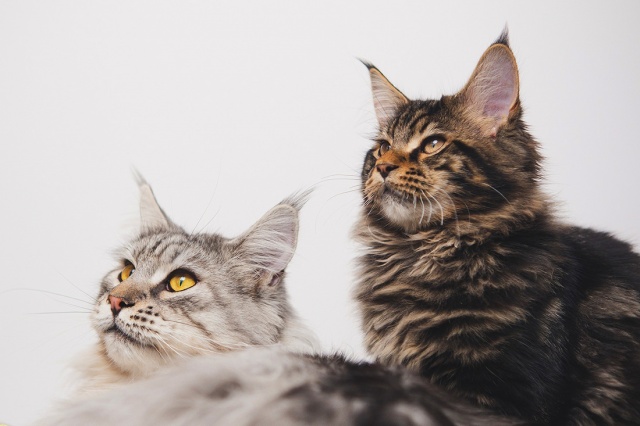 В выходные в Праге пройдет международная выставка породистых кошек