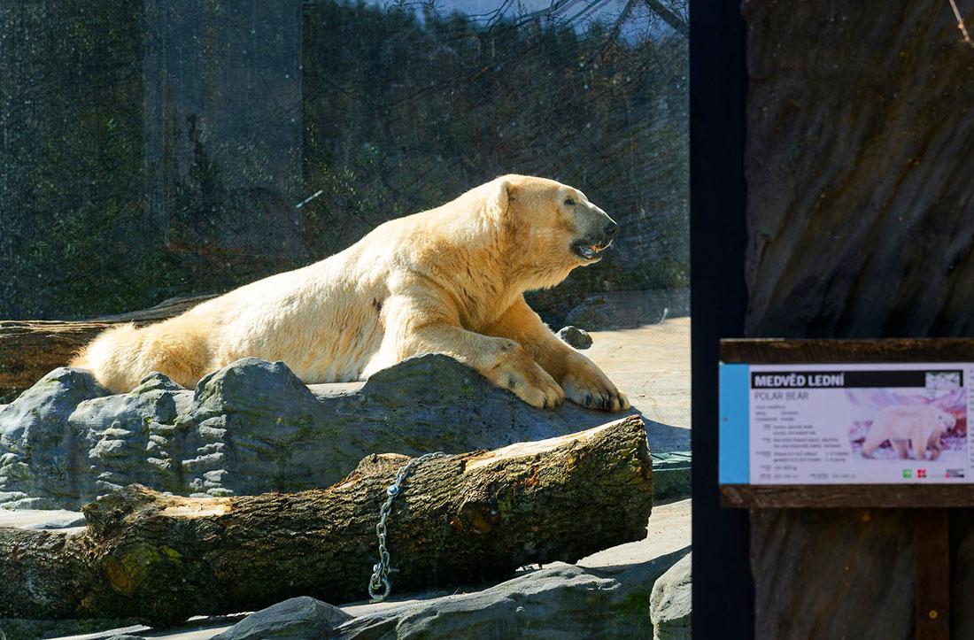 Фото: Petr Hamerník, Zoo Praha