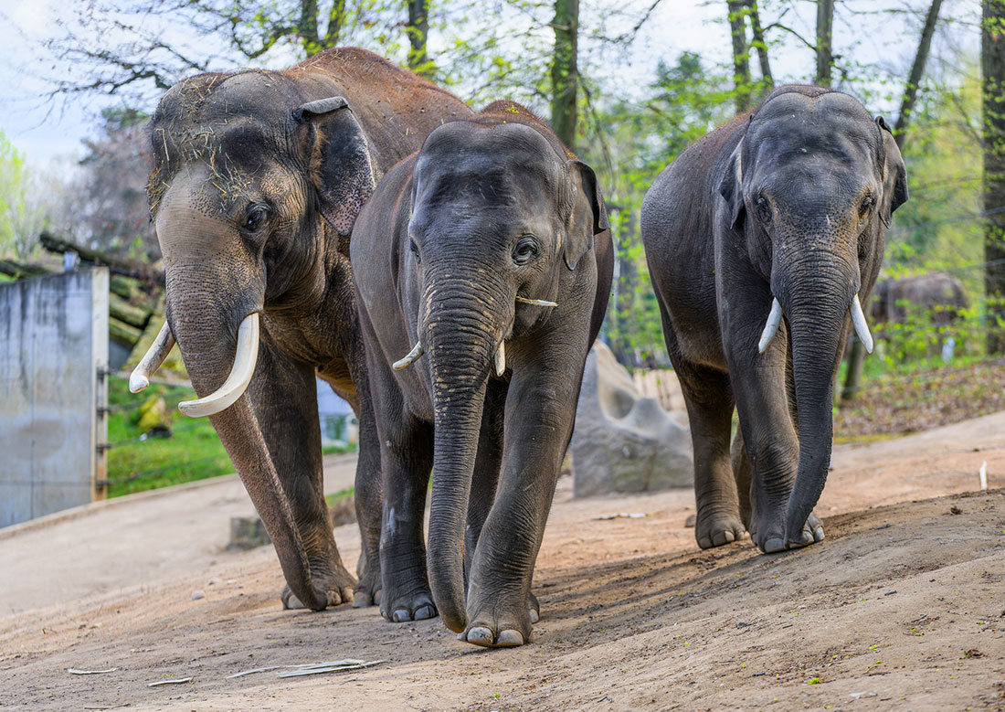Фото: Petr Hamerník (Zoo Praha)