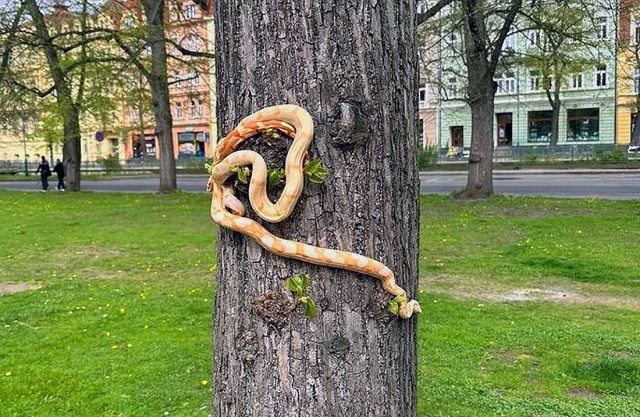 Житель Чехии выгуливал змей на дереве в парке