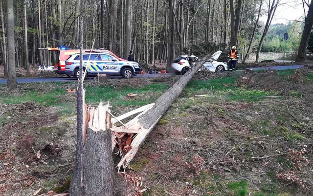 В Чехии на проезжавшую машину упало дерево