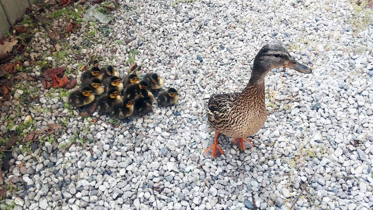 В Праге полиция помогла заблудившейся утиной семье