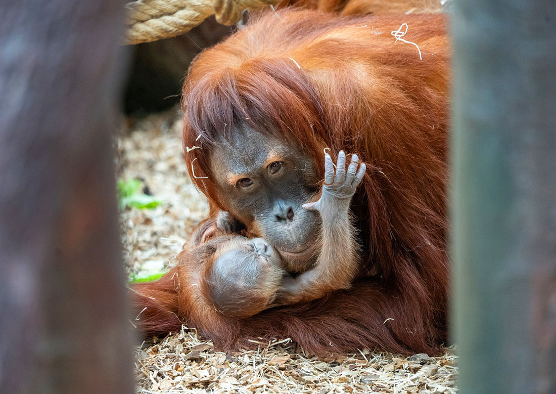Автор фото: Oliver Le Que (Zoo Praha)